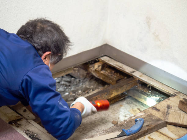 Best Attic Mold Removal  in Spanay, WA