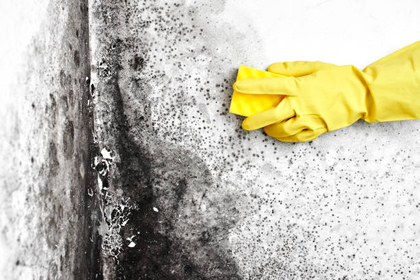 Best Black Mold Removal  in Spanay, WA