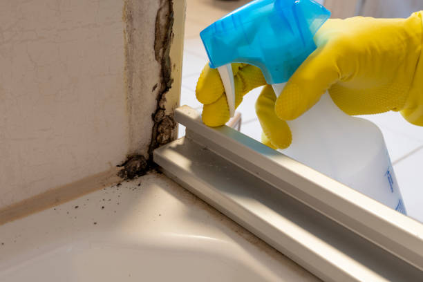 Office Mold Removal Services in Spanaway, WA