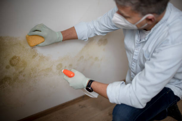 Spanaway, WA Mold Removal Company