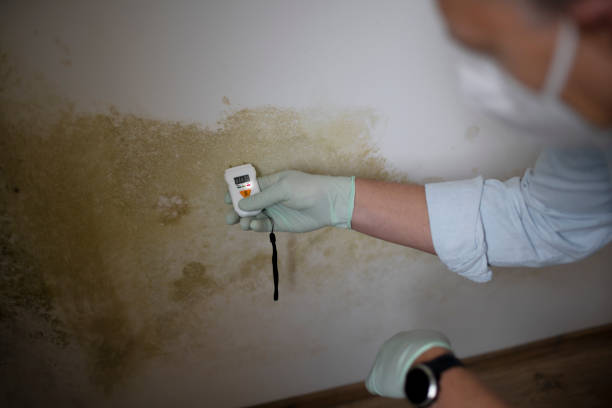 Best Mold Remediation Services  in Spanay, WA
