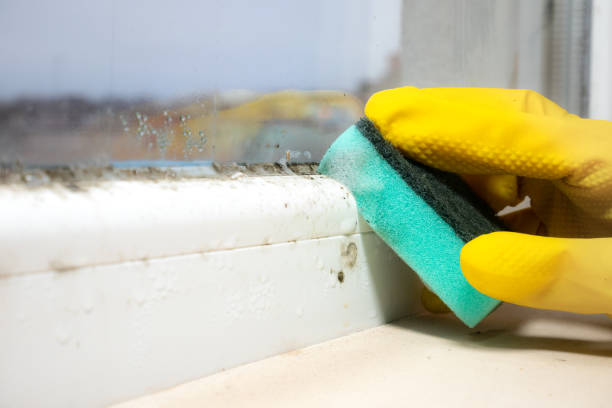 Best Crawl Space Mold Removal  in Spanay, WA