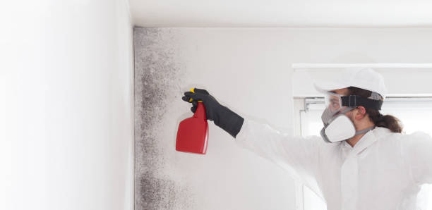 Best Best Mold Removal Companies  in Spanay, WA