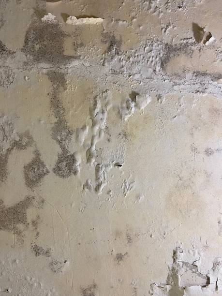 Best Mold Remediation  in Spanay, WA