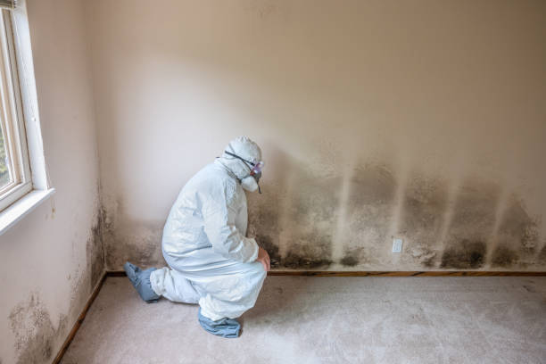 Best Attic Mold Removal  in Spanay, WA