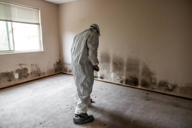 Mold Removal Process in Spanaway, WA