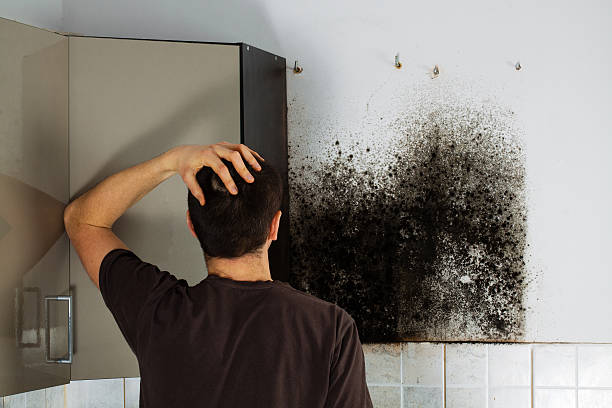 Best Office Mold Removal Services  in Spanay, WA