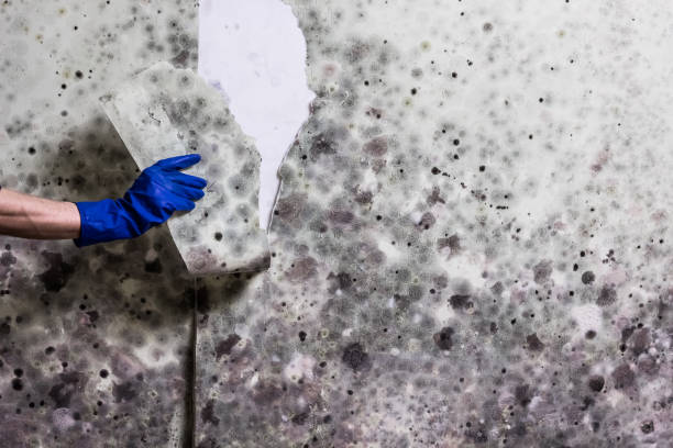 Best Mold Removal Process  in Spanay, WA