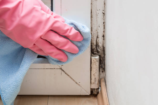 Best Mold Removal Company Near Me  in Spanay, WA
