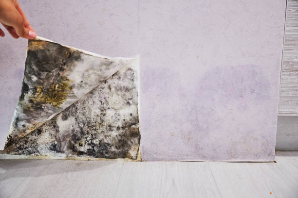 Best Best Mold Removal Companies  in Spanay, WA